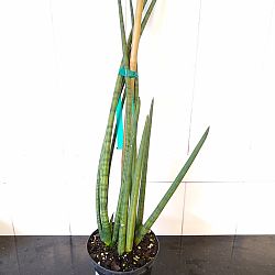 Sansevieria cylindrica Sansevieria cylindrica